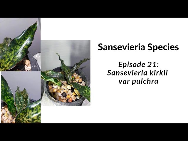 sansevieria grande Snake Plant 'Silver Queen' main image 1