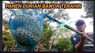 CARA PANEN DURIAN BAWOR YANG TERAKHIR TAHAP PERTAMA
