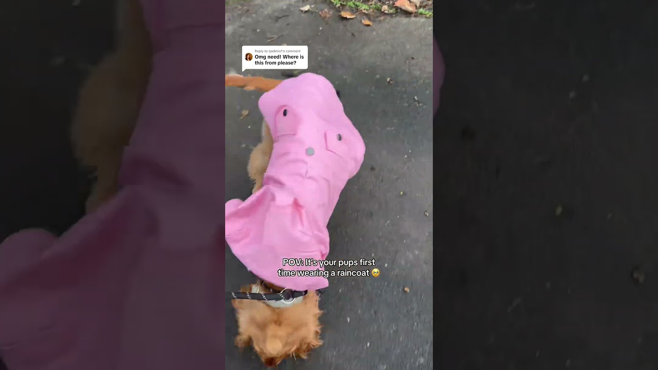 Fab Dog Raincoat Keeps Honey Dry & Adorable! 