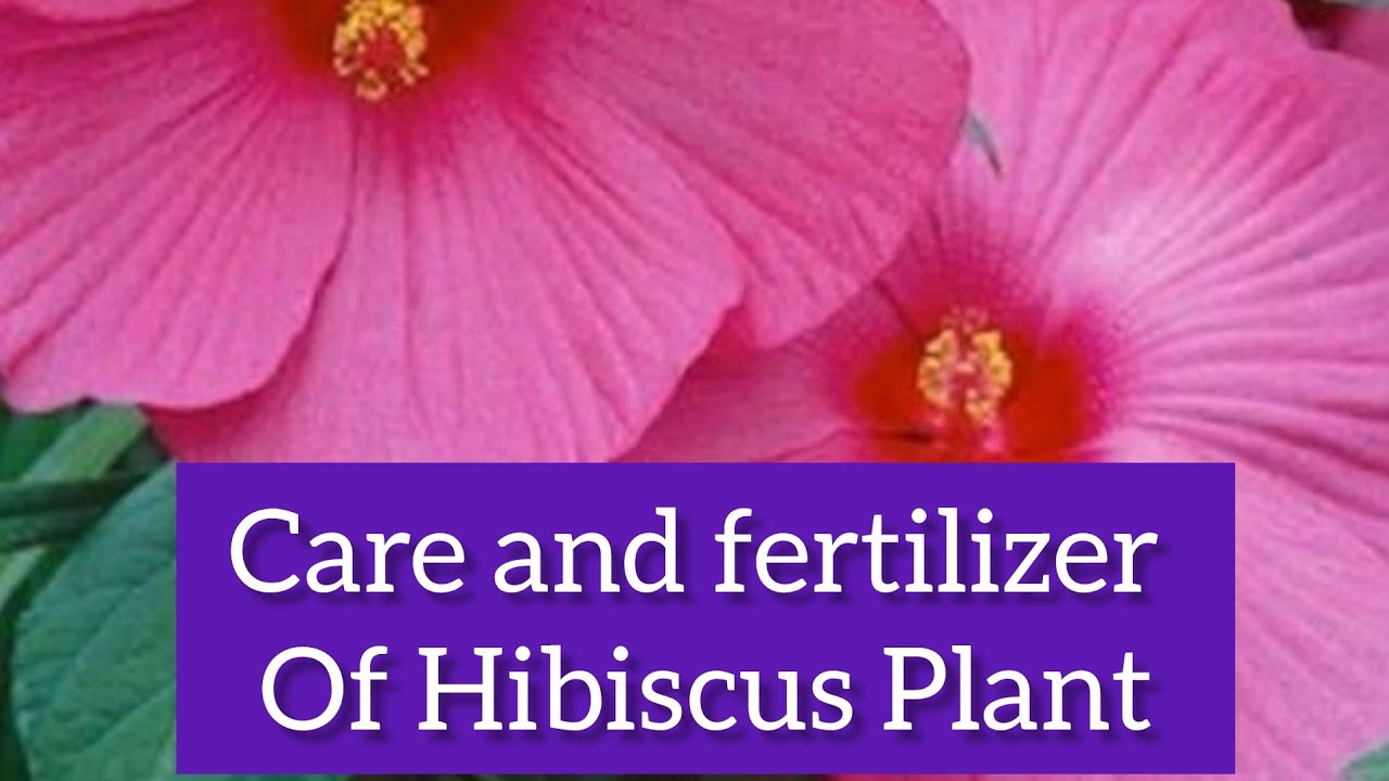 Care and fertilizer Of Hibiscus 🌺 Plant Hibiscus rose nature flower