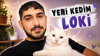 Yeni Kedim Loki ile Tanışın! 🐱 İlk Günümüz
