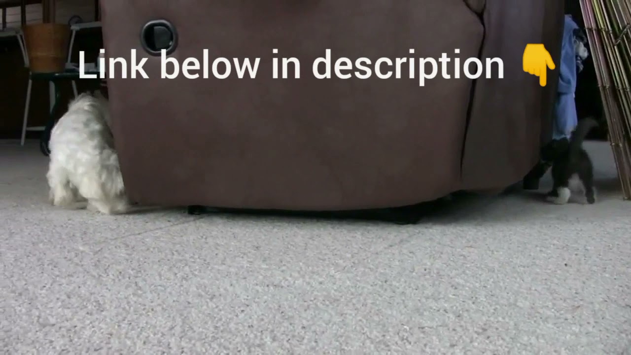 Cute dogs and kitten are pl@ying❤️❤️😍😍😘