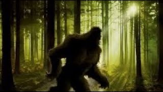Cryptid Casebook: Bigfoot - What is it?