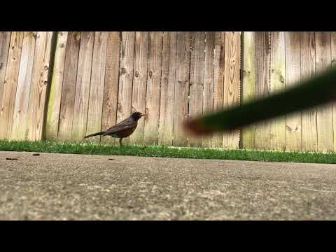 Robin bird and Earthworm [UNCUT]