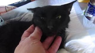 КОШАНА: искалеченная кошечка ❀ Лохматая Душа КОШАНА: искалеченная кошечка ❀ Лохматая Душа