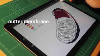 coloring of mitochondrion | Sciencestand