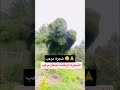 شجرة مرعب