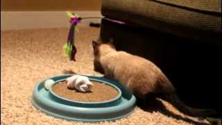 Adorable, playful siamese kitten