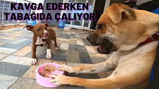 Komşumuzdan Köpekleri̇me Zi̇yafet Jesti̇ . Lucky Yemeği̇ İçi̇n Gi̇naya Saldirdi