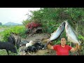 survival in the rainforest-found big fish with baby corn for cook &amp; give to pets HD