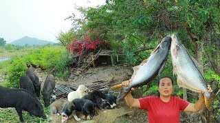 survival in the rainforest-found big fish with baby corn for cook &amp; give to pets HD