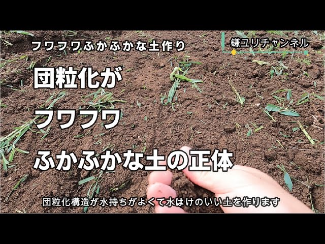 フワフワふかふかな土作り ソルゴーを耕す Youtube