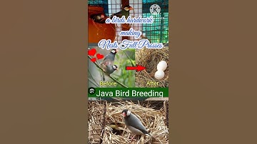 Jawa Birds Nests Making Process#shortsvideo 👍🙏❤️😜