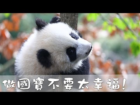 《當熊不讓》做國寶不要太幸福！ | iPanda熊貓頻道