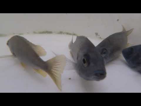 Quick Breeder Update - Day 7 of Recovery