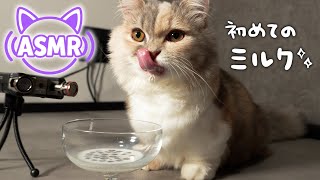🍼【ASMR】猫のゴクゴク音|初めてのミルクに大興奮!