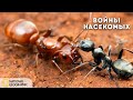Войны насекомых | Документальный фильм National Geographic