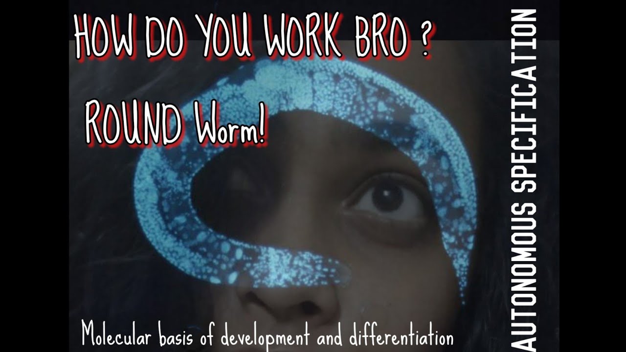 CONTROL OF BLASTOMERE IDENTITY IN C. elegans, AUTONOMOUS SPECIFICATION 