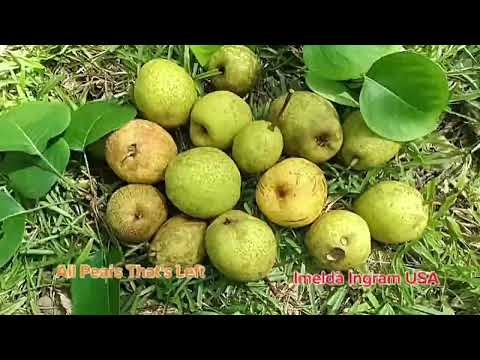 Our Pear Tree Little Left Of Pear Fruits Because Of The Squirrels Deer Imelda Ingram USA 