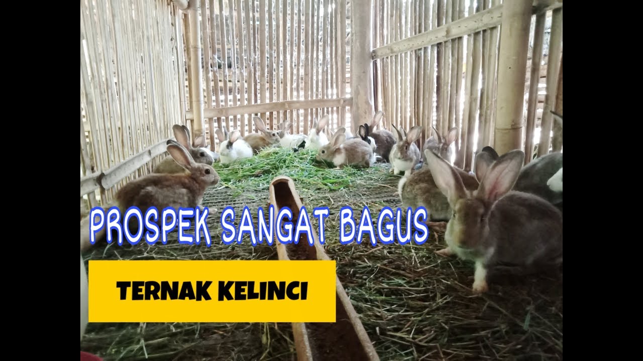 TERNAK KELINCI,YANG SANGAT MENGUNTUNGKAN