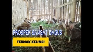 TERNAK KELINCI,YANG SANGAT MENGUNTUNGKAN