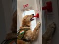 K9 Service Dog Rescues Hundreds on the Airplane