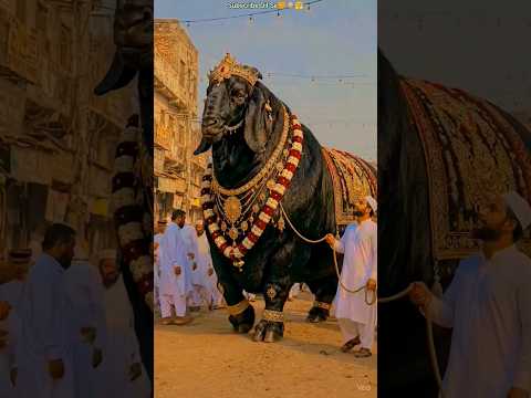 Bakra Eid Mubarak🤭 💛🐐🌷🌹#shorts #video #eidmubarak #youtubeshorts...