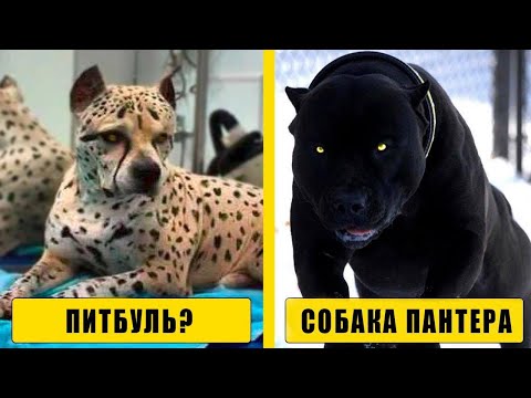 Самые Редкие Породы Собак в Мире! Топ 10