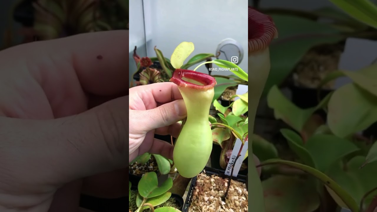 Nepenthes ventricosa “porcelain”
