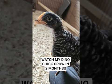 2 MONTHS OF CHICKEN GROWTH!! #shorts #farming