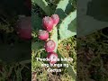 Cactus Plant 🌵