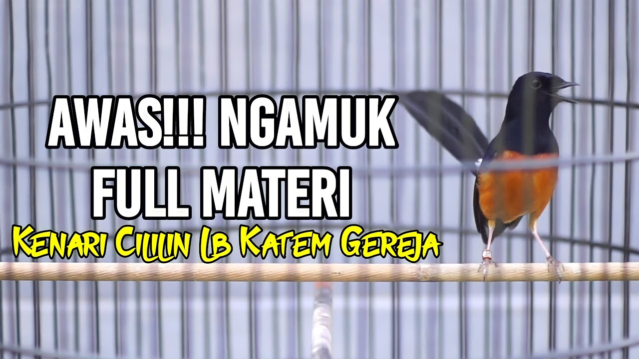 Pancingan Pagi Hari MURAI BATU 100% SUKSES memancing lawan BONGKAR ISIAN Kenari Cililin Lb Katem