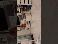 My cat in the room 2