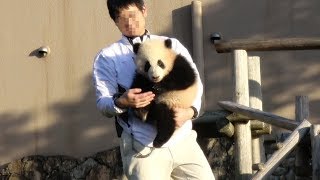飼育員さんにくっついたりかわいい♥ 空の下、あっちこっち元気いっぱい彩浜♪ ぬいぐるみのように抱っこされて帰っていくまで♪ あっちこっち 検索動画38 飼育員さんにくっついたりかわいい♥ 空の下、あっちこっち元気いっぱい彩浜♪ ぬいぐるみのように抱っこされて帰っていくまで♪ あっちこっち 検索動画 38