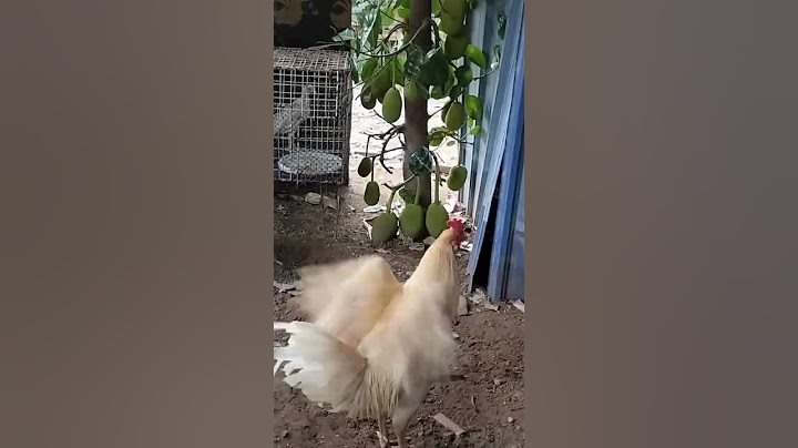 papa chicken #shorts