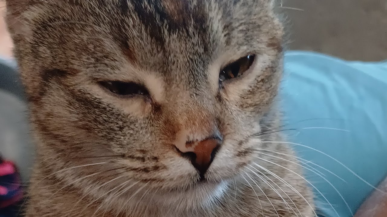 female cat in heat meow tiktok YouTube