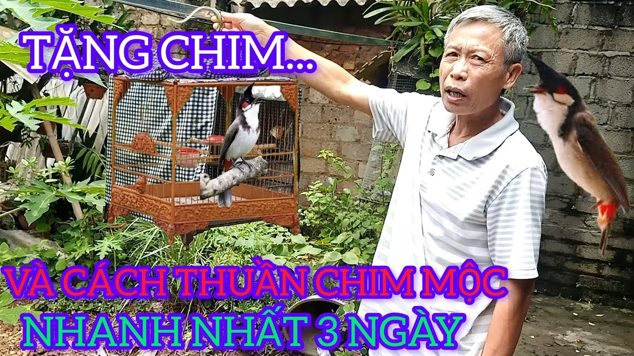 TẶNG CHÀO MÀO VÀ HƯỚNG DẪN THUẦN CHIM RẤT ĐƠN GIẢN TRONG 3 NGÀY 
