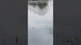 Snakehead Explosion On Frog Lure  Topwater Strike Madness