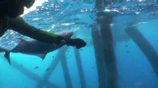 Freedive Spearfishing Hand caught Almaco Jack
www.spearblog.com
One of my favorite rigs off Louisiana working with with Bill Delabar on the FRENZY (Frenzy Tackle). Took the camera in and was enjoying the clear water and getting some good shark footage when this guy swam up. No guns needed! He had a piece of line trailing from an old break off with a fisherman and 6 ft was all I needed to gamble at getting a hold of him. Freedive Spearfishing Hand caught Almaco Jack