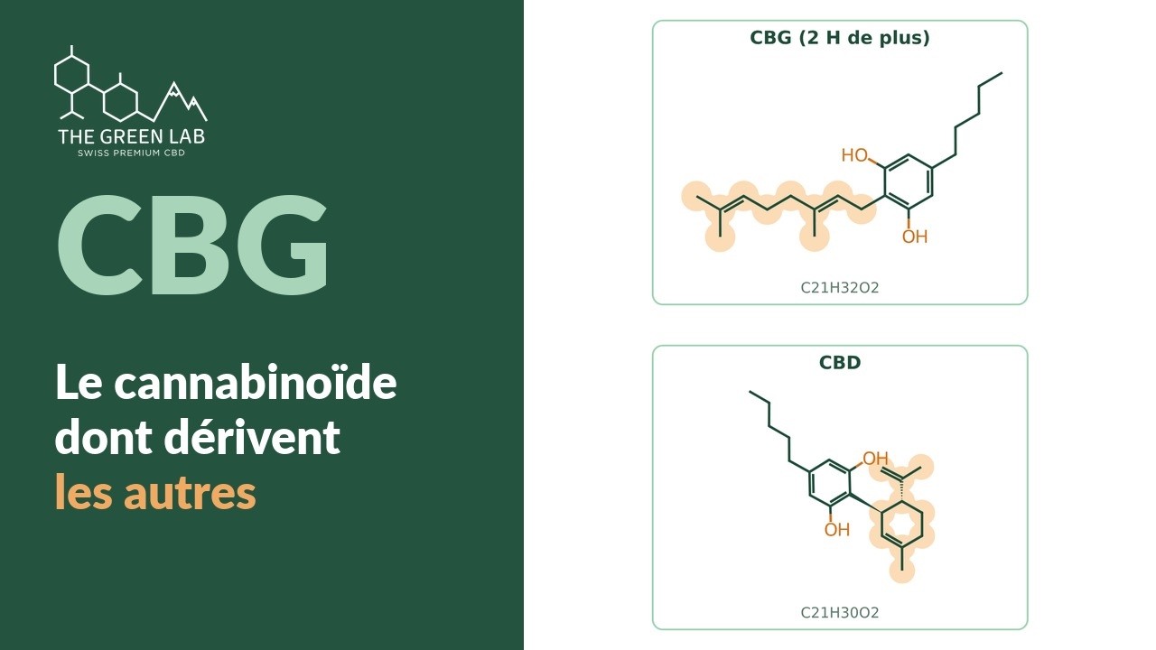Vidéo : CBG (cannabigérol) : le cannabinoïde dont dérivent les autres
