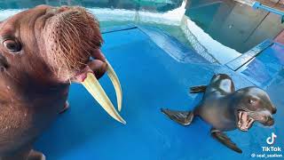 walrus and sea lion