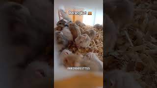 Berangkat hamster nya bos 🚃 0882000557705 #grosir #hamster #short