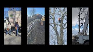 Pfister Tree Service in Auburn, IN | Offers Shrub & Limb Trimming, Storm Damage Cleanup, & More