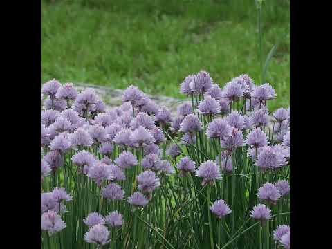 زهور اللافندر الخزامي