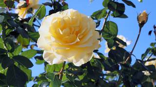 ばら図鑑：スパークル＆シャイン Sparkle&Shine