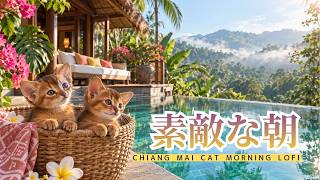 Chiang Mai Cat Morning Lofi 🐱 harp & nylon guitar for work & study | 素敵な朝、この子たちと。 朝の作業用BGM 2時間 screenshot 3