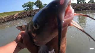 Muddy Waters Fishing Channel Catfish Jigging