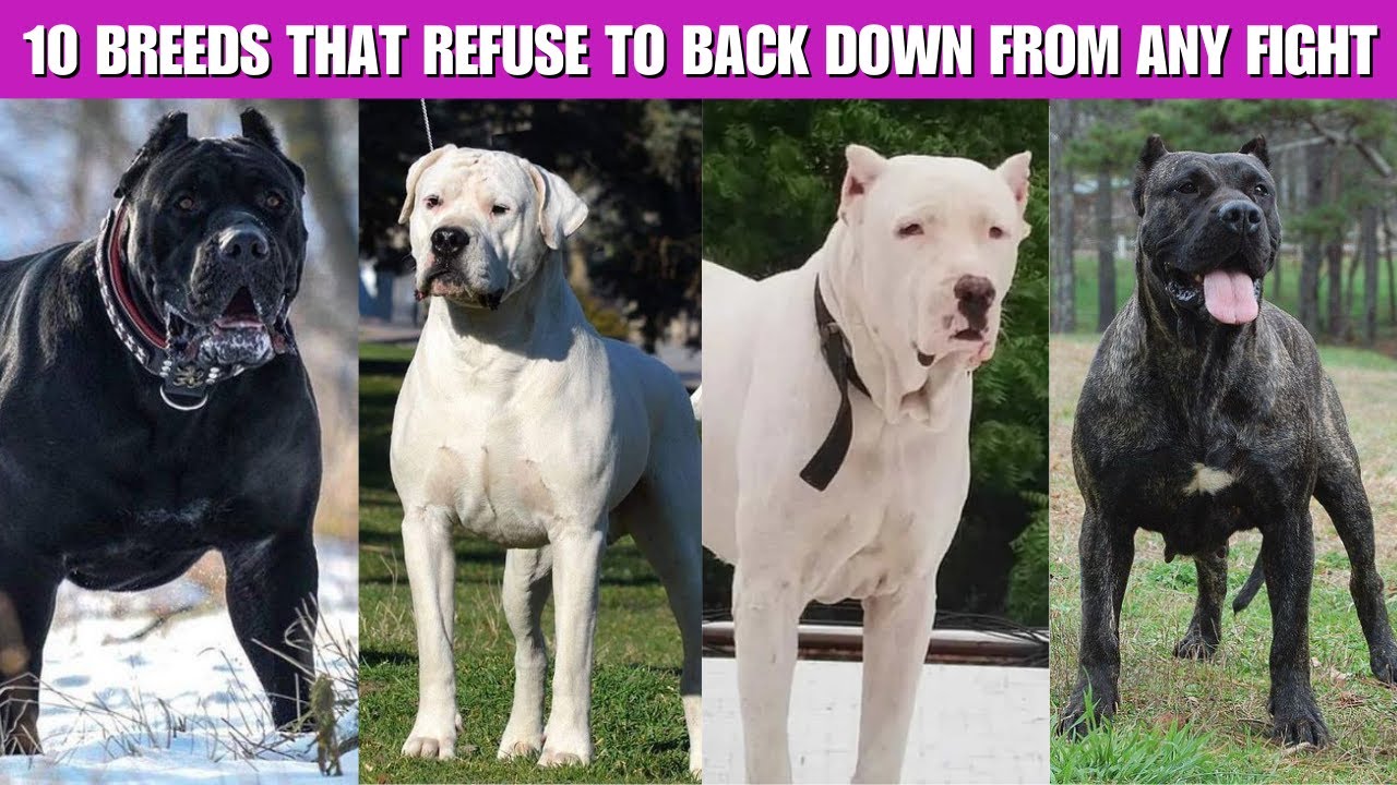 10 Dog Breeds That Never Back Down from a Fight | Strongest Fighter Dogs