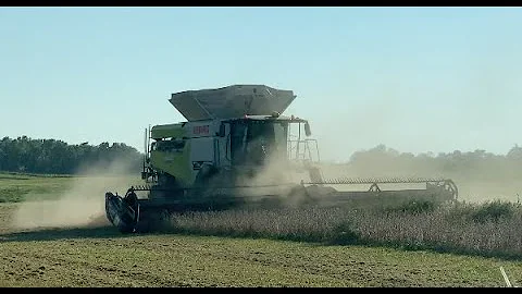 Organic Soybean Harvest Continues!