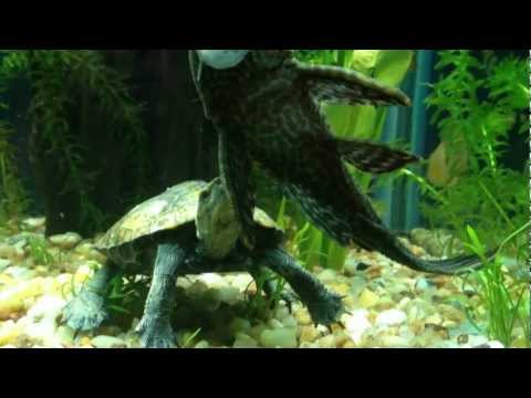 Japanese Pond Turtle and Common Pleco